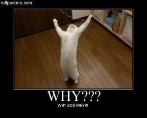 why-god-why-kitten1